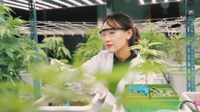 科学家女性检查温室中植物的生长
