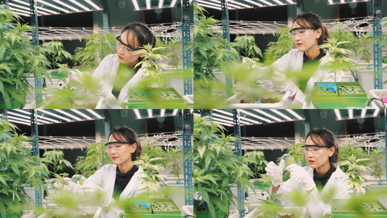 科学家女性检查温室中植物的生长