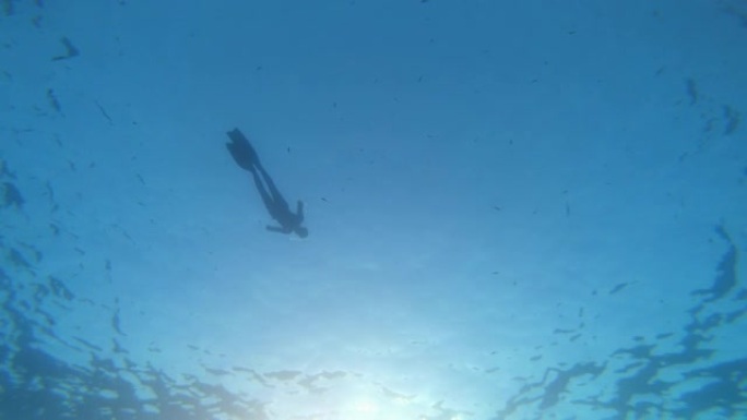 蓝色海洋中的免费潜水员鱼叉捕鱼: 地中海探险