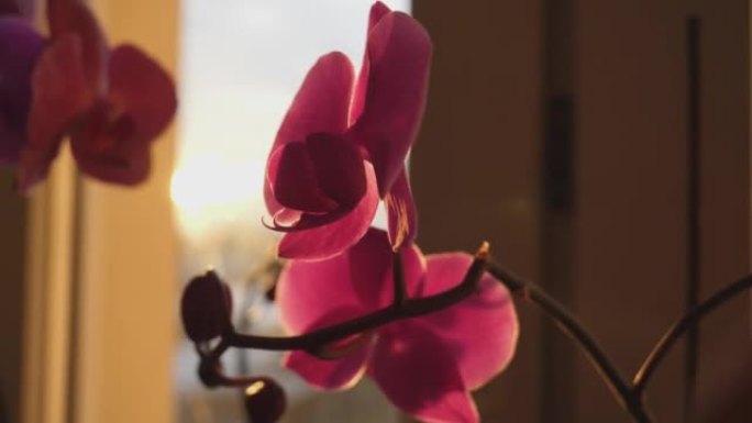 日落时窗户附近的红色兰花的细节拍摄