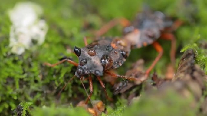 森林虫或红腿盾虫 (Pentatoma rufipes) 是Pentatomidae家族中的一种盾虫