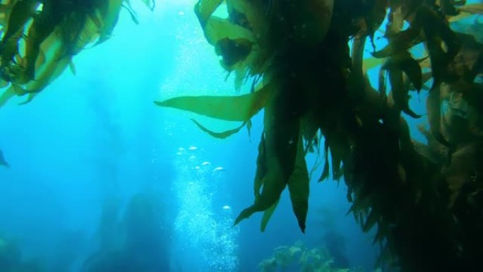 五颜六色的鱼在碧绿的水中游泳。奇妙的鱼和潜水员在海洋中巨大的海带森林中游泳。