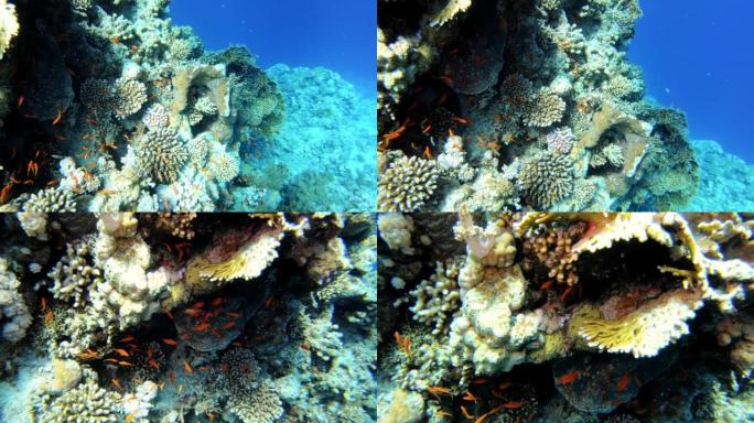 水下生命。热带海域有多种鱼类的珊瑚礁