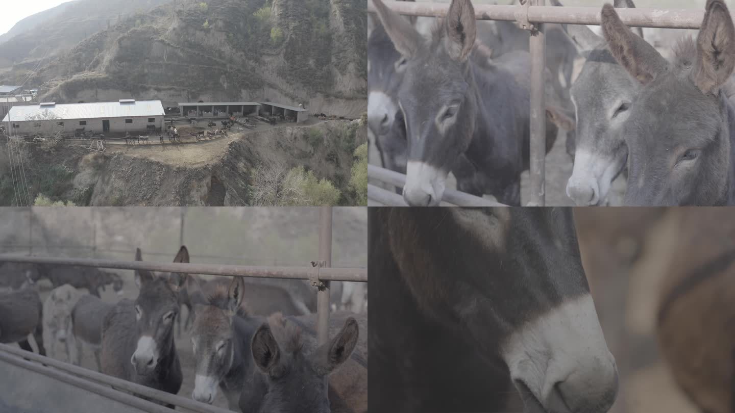 畜牧业牲畜养殖场4K视频实拍