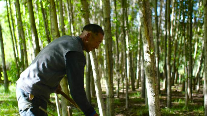 森林防护 清晨 树林 上山 老人绿水青山