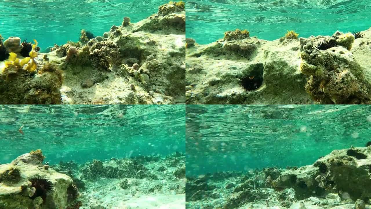 水下生命。热带海域的珊瑚礁