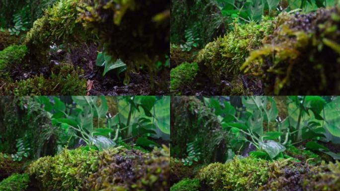 SLO MO TU雨滴落在丛林中的苔藓上