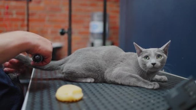 美容师在美容沙龙梳理灰猫，在脱落季节修剪头发，表现出蜕皮