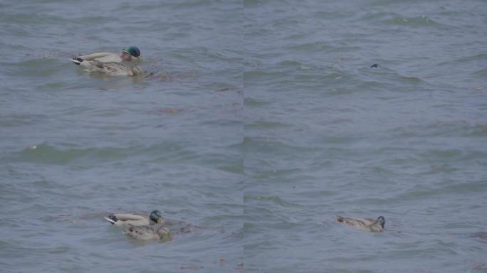 绿头鸭在多风的湖上游泳的详细照片
