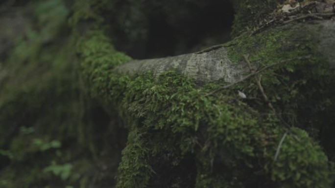 在树上生长的苔藓的细节照片