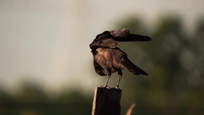 一只站立在木杆上的少年腐肉乌鸦 (Corvus corone) 伸展翅膀