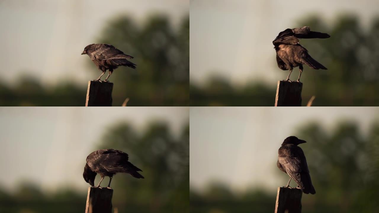 一只站立在木杆上的少年腐肉乌鸦 (Corvus corone) 伸展翅膀