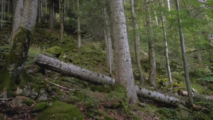 森林中一组树木被砍倒的树木的步行镜头