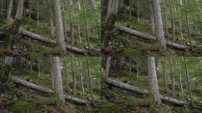 森林中一组树木被砍倒的树木的步行镜头
