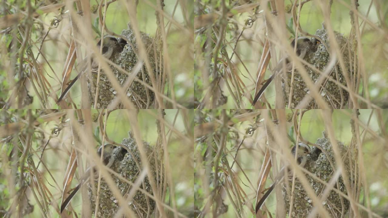 长尾山雀在巢中喂养幼仔的细节镜头