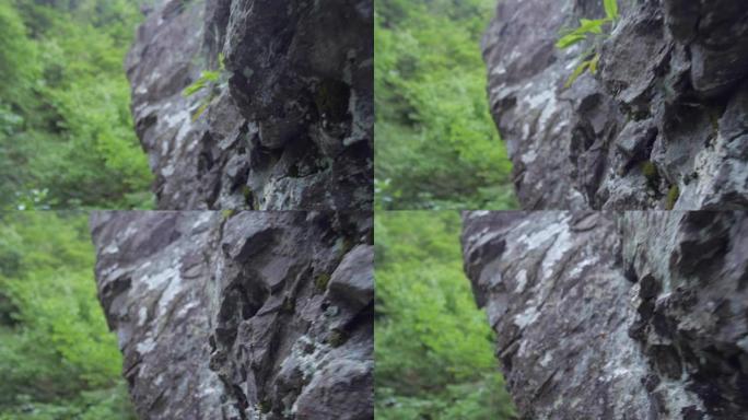 在茂密的森林中拍摄岩石墙的细节