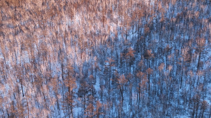 航拍林海雪原密林夕照