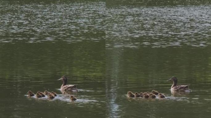 野鸭与孵化的小鸭游泳