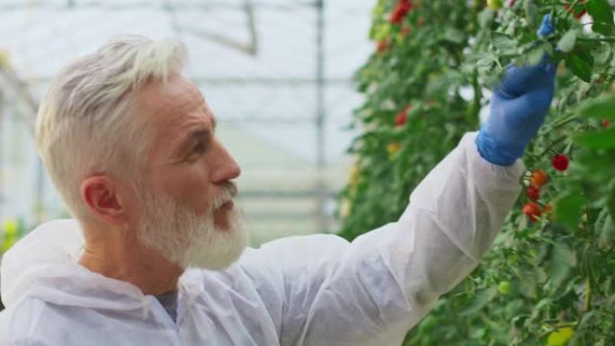 高级男技术员检查高科技温室中的番茄植物