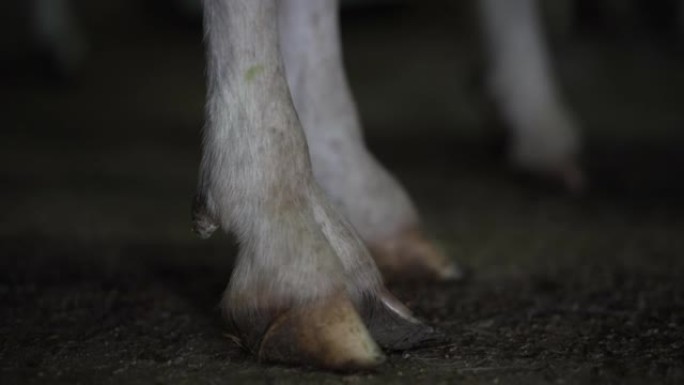 近距离的山羊蹄站在黑暗中的室内。牧场谷仓里无法辨认的白色农场动物的腿。