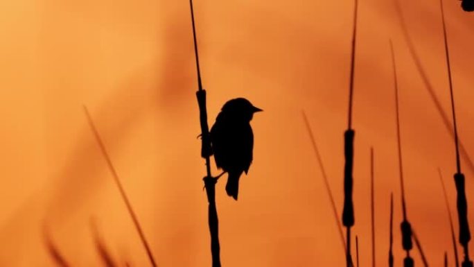 西德克萨斯州的雌性红翅黑鸟: 日落