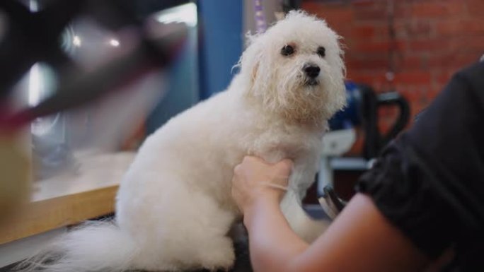 美容师正在为狗表演的maltipoo做发型，在美容沙龙中刷牙和干燥头发