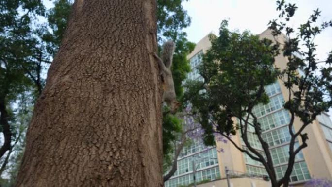 墨西哥城树上的松鼠