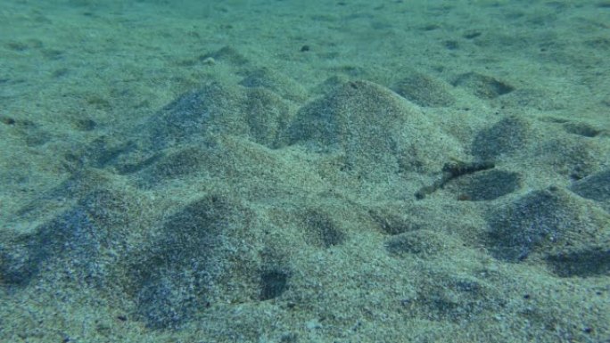 Lugworm (Arenicola marina) 在沙质底部挖洞，其一端有一个土墩。蠕虫产生的水