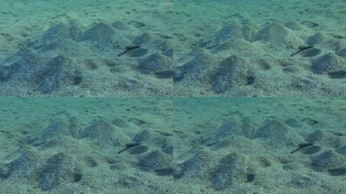 Lugworm (Arenicola marina) 在沙质底部挖洞，其一端有一个土墩。蠕虫产生的水