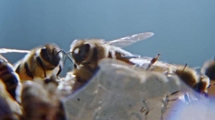 蜜蜂在蜂窝的木制环境上行走