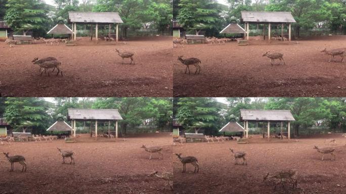 野生动物园里的几只鹿在一个大围栏里。
