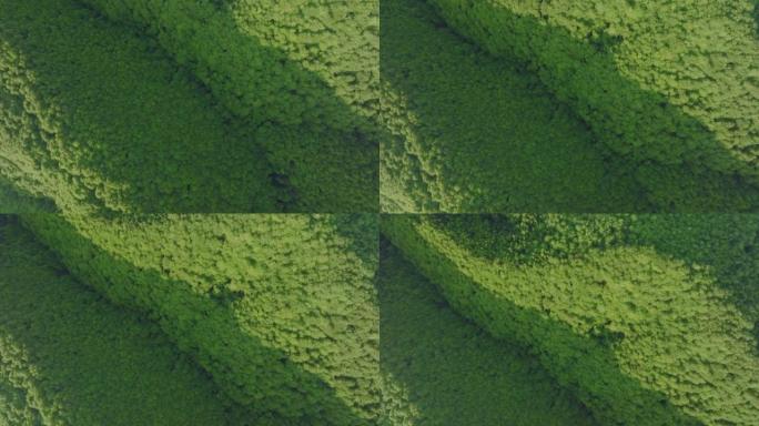 空中无人机可以看到郁郁葱葱的绿色森林，无尽的连绵起伏的山脉