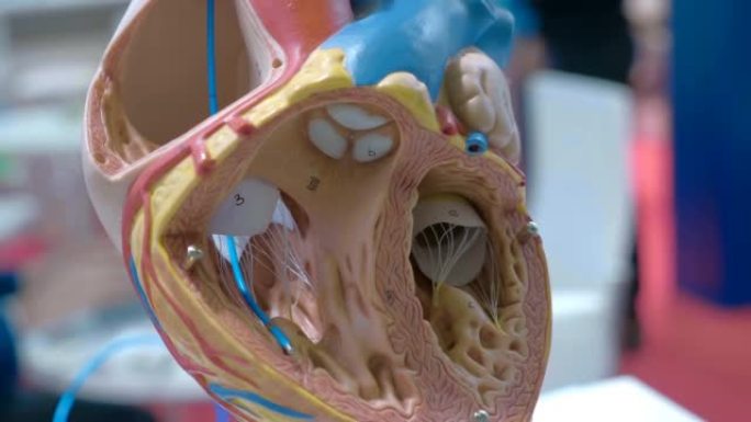 具有精确细节的人类心脏解剖模型的横截面