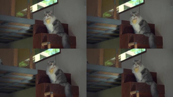 西伯利亚猫坐在台阶上