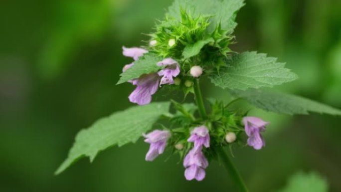 场的花。生长在田野上的一种野花。药用植物。夏天的近景慢镜头中，草本植物生长在大自然中。自然