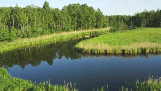 蜿蜒的克鲁蒂尼亚河流经森林和田野，在水上划皮划艇。波兰乡村无人机视图