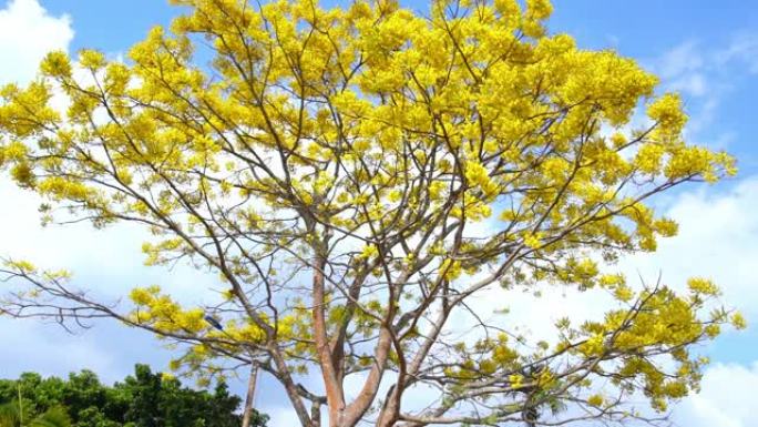 黄色的poinciana树在越南大叻高原寺庙附近的山丘上绽放光彩