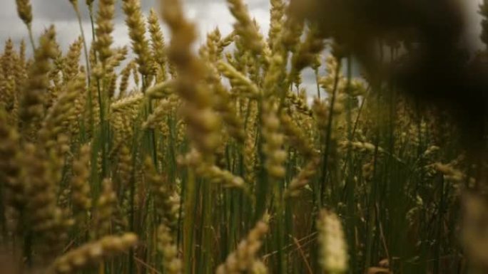 在黑暗戏剧性天空背景下穿过麦田的运动。小麦小穗与谷物摇动风。夏季谷物丰收。农业企业环保小麦。