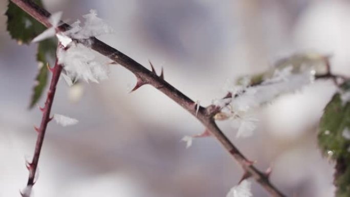 树枝上的小冰冻叶子的细节照片