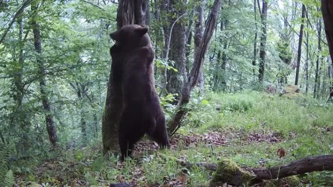 熊在树干上摩擦的跟踪摄像头镜头