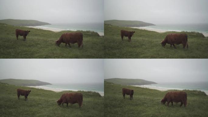 沿海岬角上的高地牛