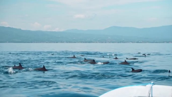 Stenellalongirostris海豚家族在开阔的海水中跳出水面