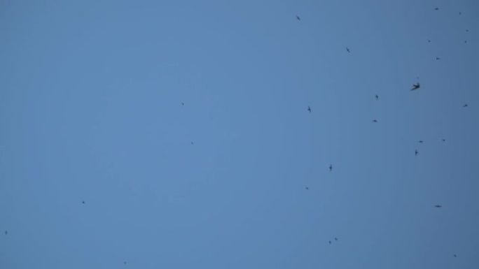 成群的黑鸟在蓝天上飞翔