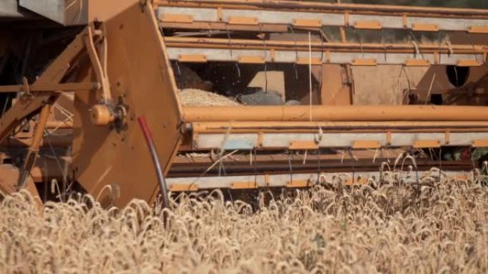 联合收割机在农村田地切割小麦作物的特写镜头。联合收割机的割草机切割小麦小穗。农机联合收割机从田间收割