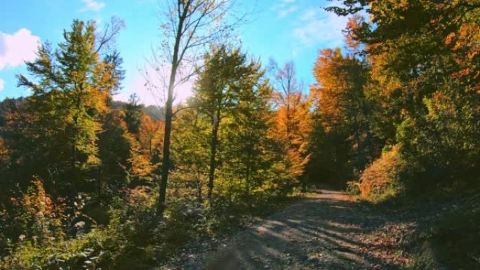 LD在秋天的晴天在森林道路上行驶