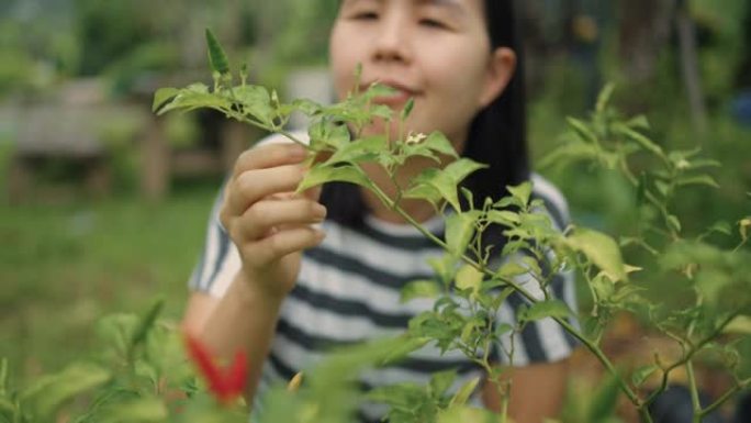 女人在花园里收获红辣椒