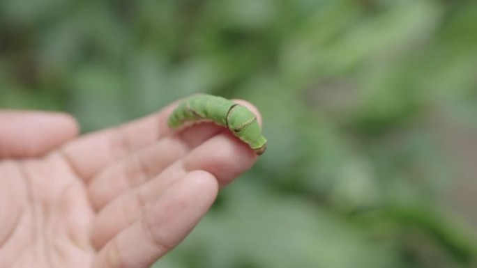 普通摩门教徒蝴蝶毛毛虫在人手上爬行