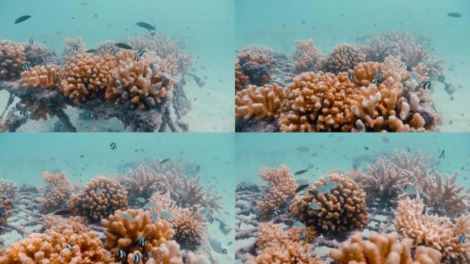 近距离拍摄珊瑚和鱼类的水下照片