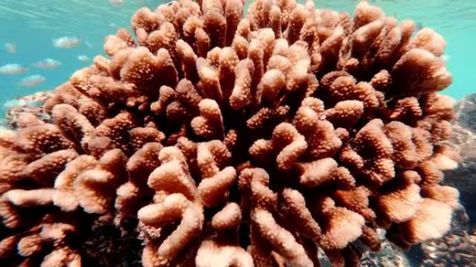 海洋中珊瑚礁的详细照片与游泳的海洋生物