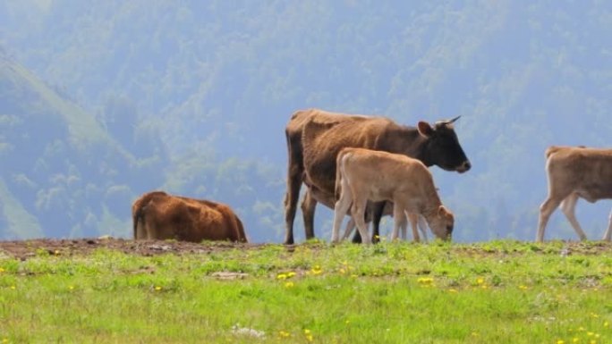 奶牛一起在田野里吃草。奶牛跑进摄像机。